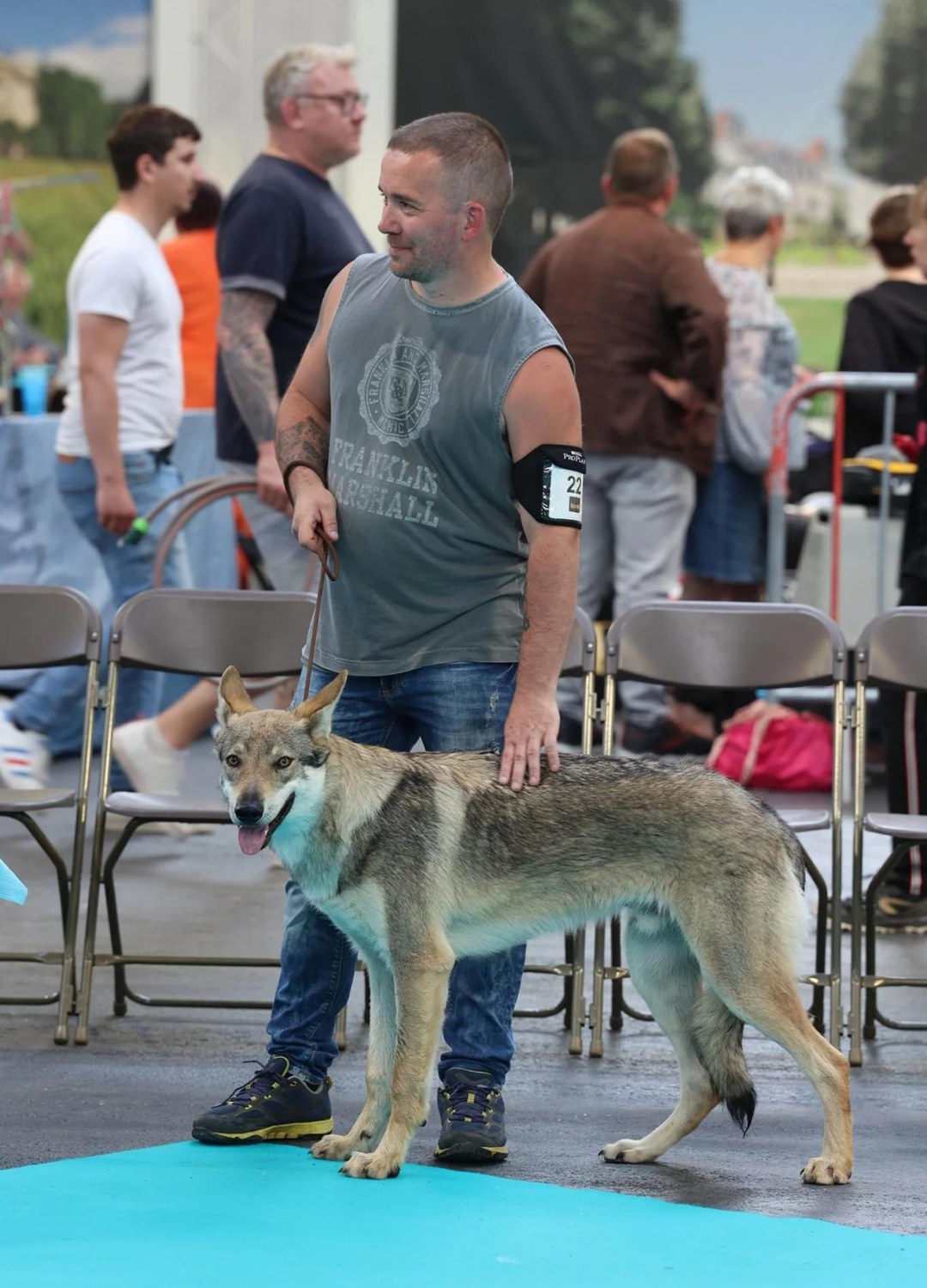 Chien Loup de Tchécoslovaquie