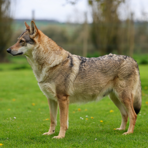 hoto d'un Chien Loup Tchécoslovaque né à l'élevage