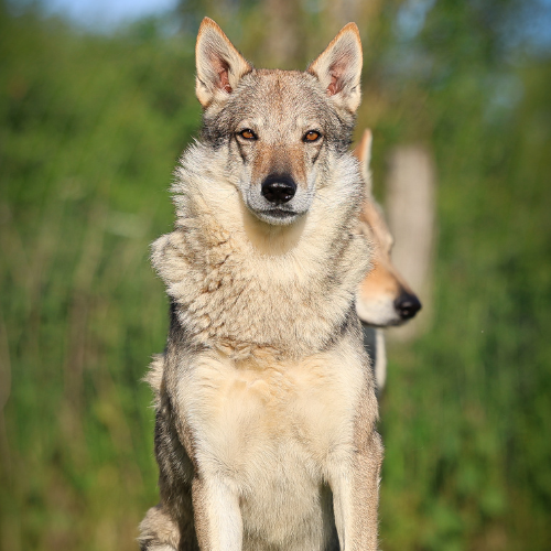 Chien Loup Tchécoslovaque de l'élevage du Domaine des Collines Blanches.