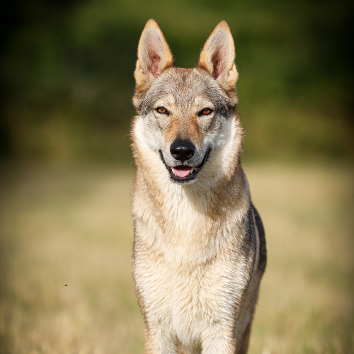 Photo d'un Chien Loup Tchécoslovaque avec un regard perçant.