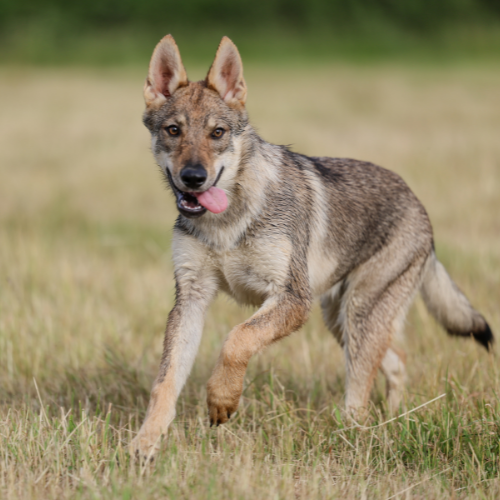 Chien Loup Tchécoslovaque.