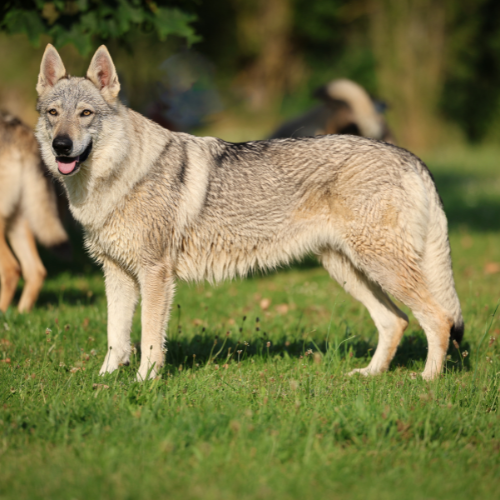 Photo d'un chien loup tchécoslovaque.